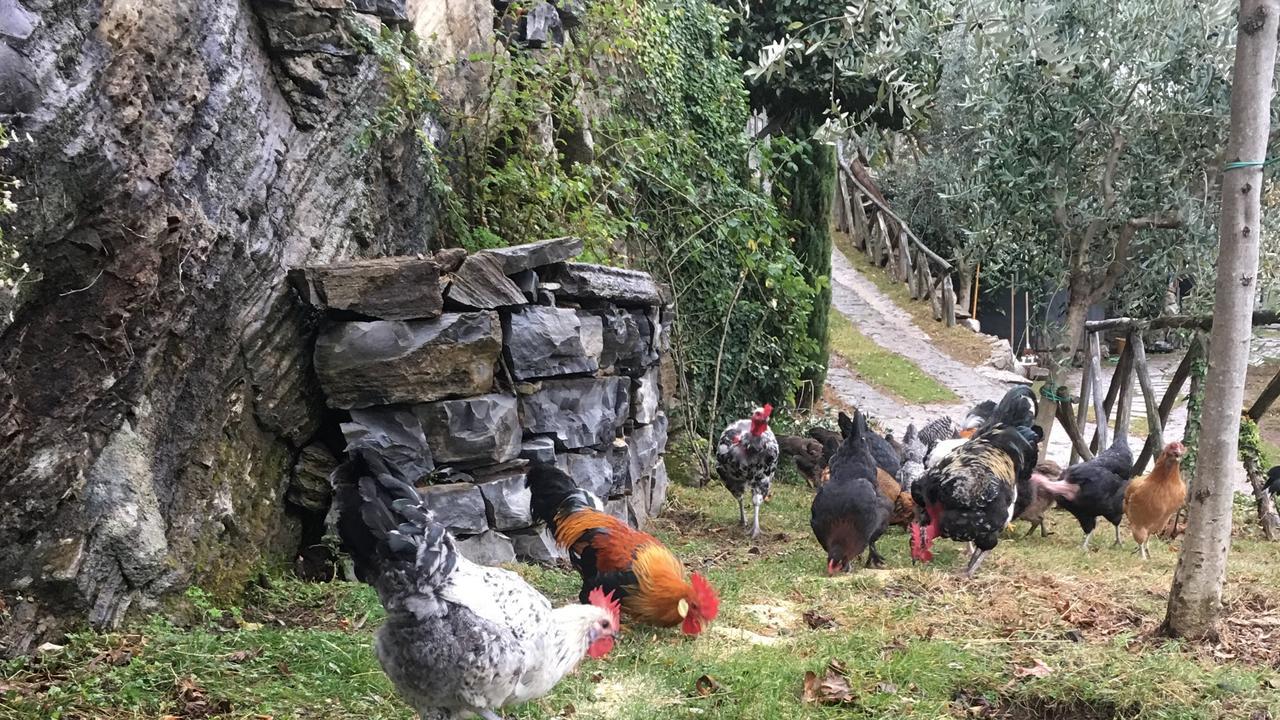 Casa Vacanza Castagna Nesso Buitenkant foto